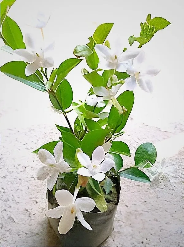 Bhutan_Mallika_Flower_Plant_(Pack_Of-1_)