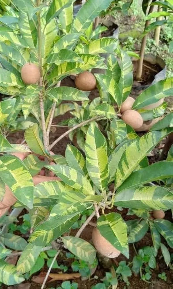 Hybrid_Variegated_Chiku_Fruit_Plant_(Pack_Of-1_)
