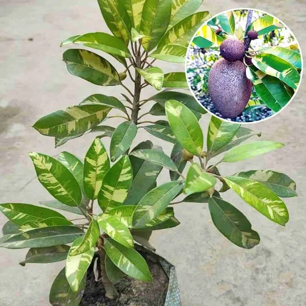 Hybrid_Variegated_Chiku_Fruit_Plant_(Pack_Of-1_)