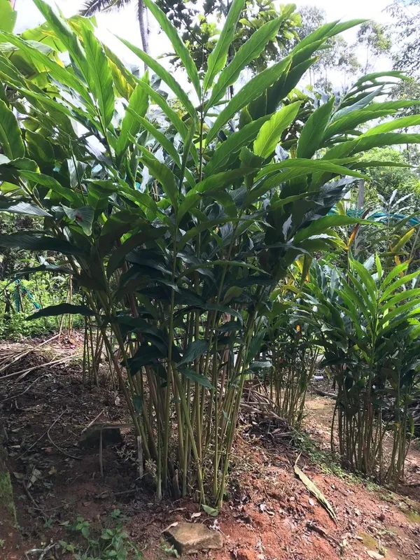 Cardamom_Plant_(Pack_Of_1)