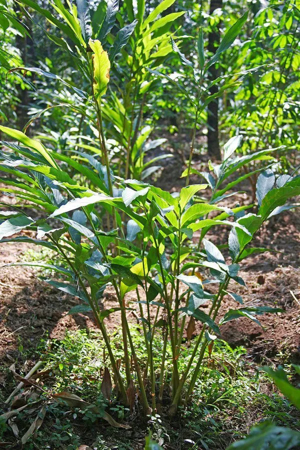 Cardamom_Plant_(Pack_Of_1)