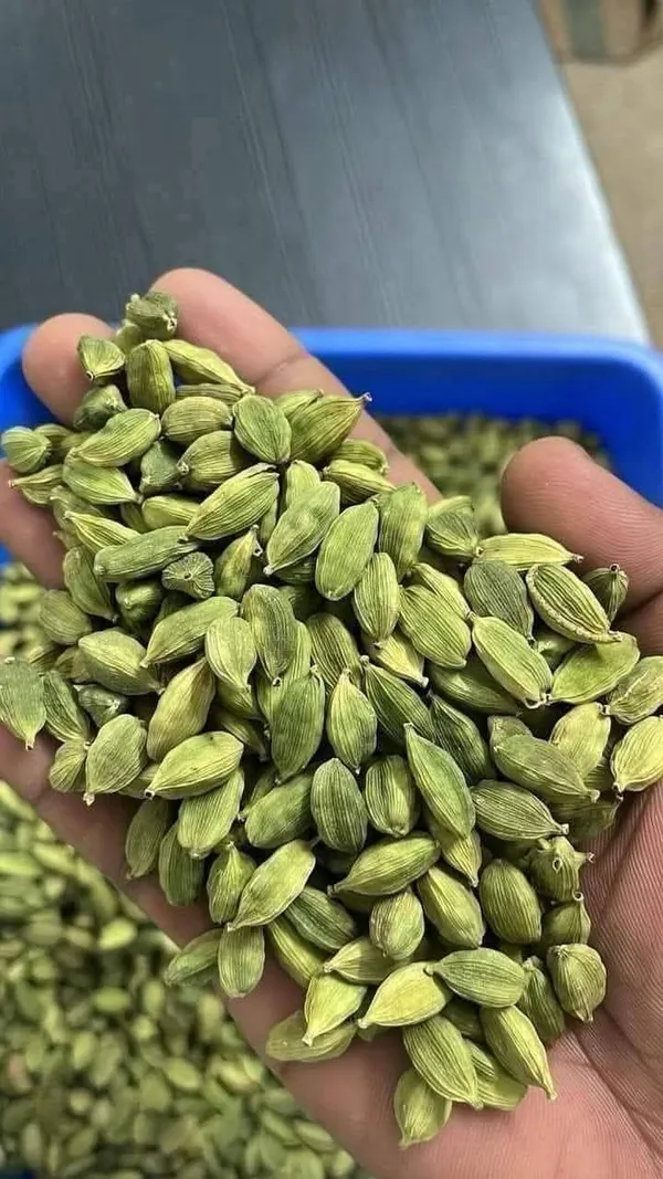 Cardamom_Plant_(Pack_Of_1)