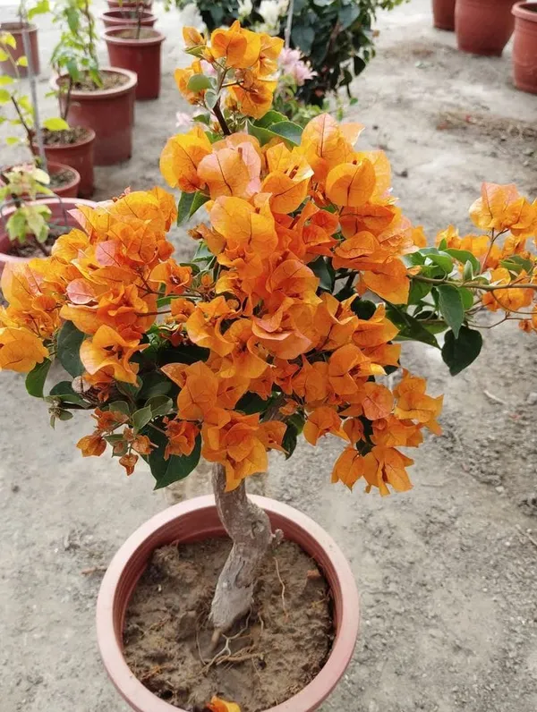 Hybrid_Bougainvillea_Orange_Flower_Plant_(Pack_Of-1_)