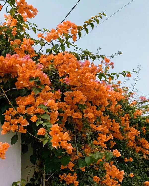 Hybrid_Bougainvillea_Orange_Flower_Plant_(Pack_Of-1_)