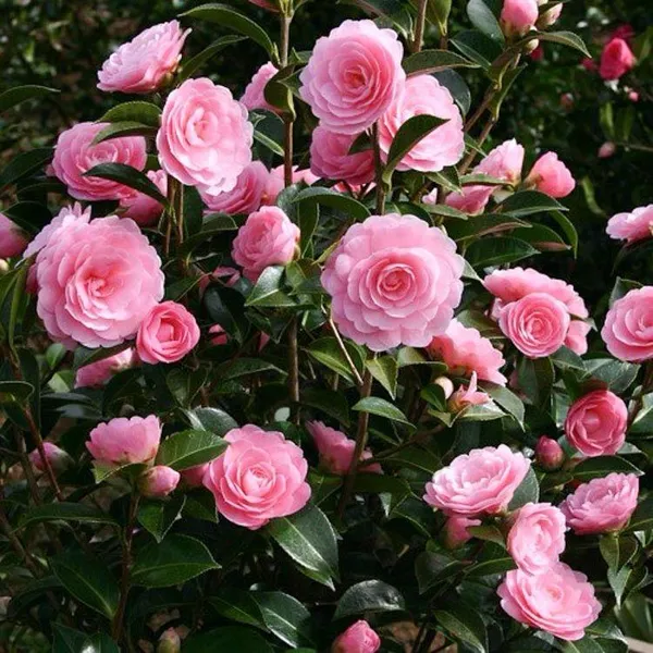 Hybrid_Pink_Camellia_Flower_Plant_(Pack_Of-1)