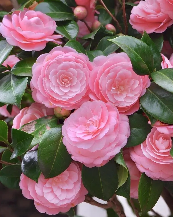 Hybrid_Pink_Camellia_Flower_Plant_(Pack_Of-1)