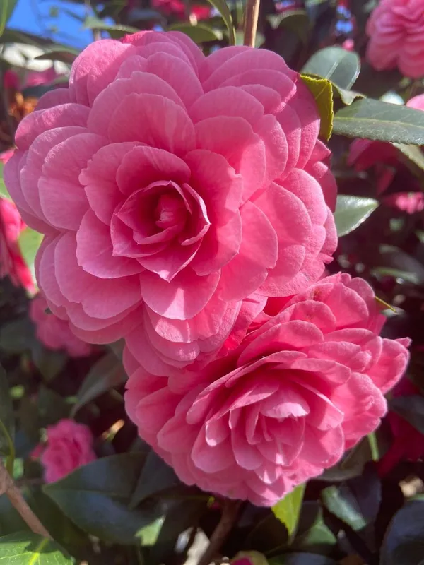 Hybrid_Pink_Camellia_Flower_Plant_(Pack_Of-1)
