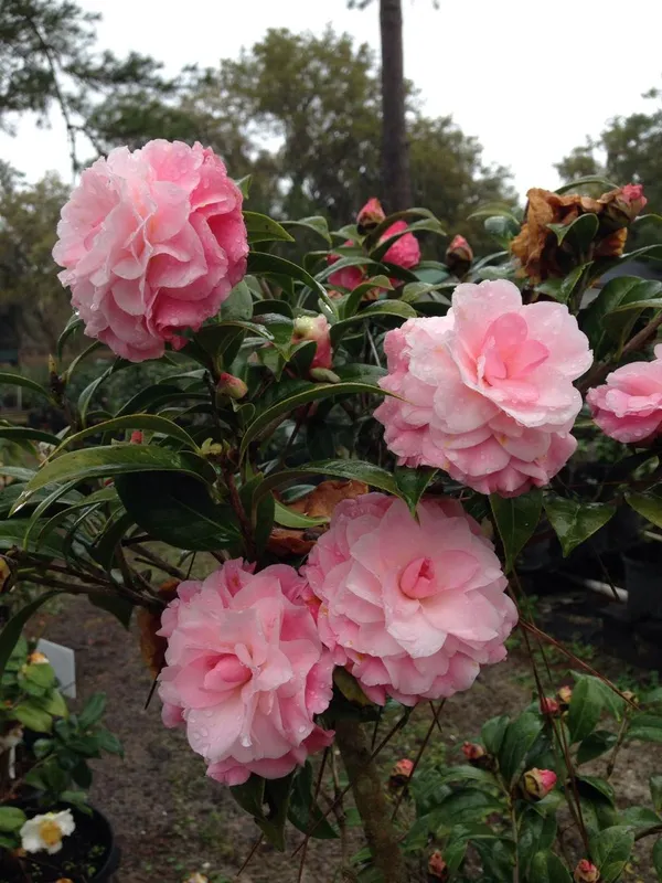 Hybrid_Pink_Camellia_Flower_Plant_(Pack_Of-1)