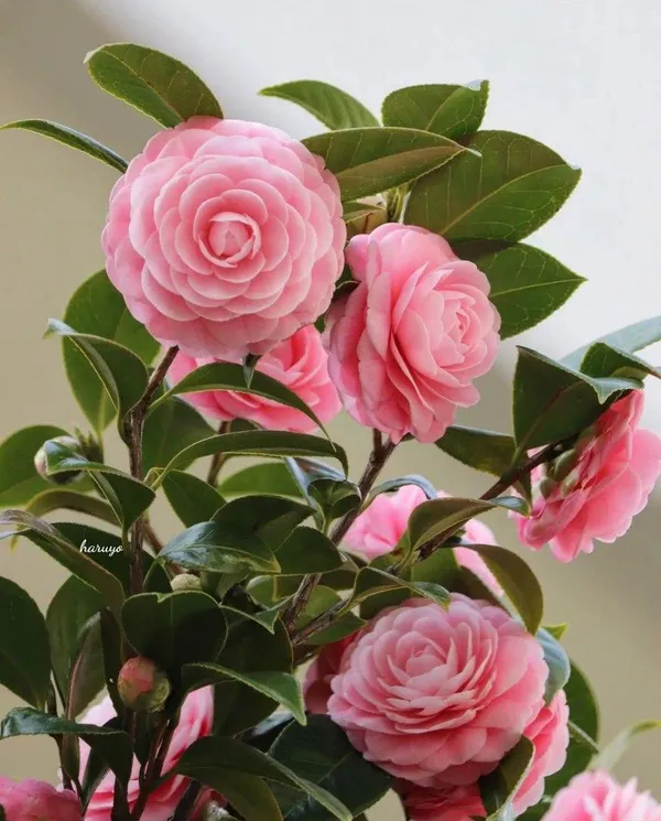 Hybrid_Pink_Camellia_Flower_Plant_(Pack_Of-1)