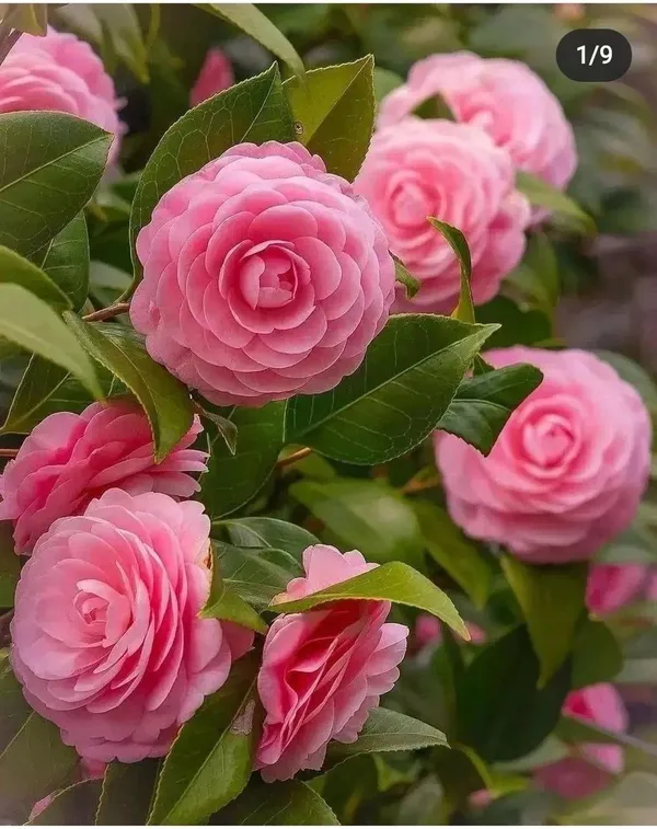 Hybrid_Pink_Camellia_Flower_Plant_(Pack_Of-1)