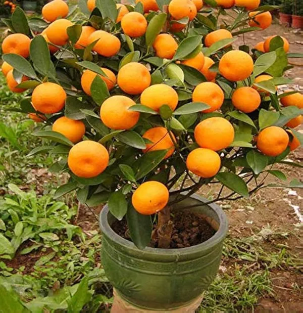 Mandarin_Orange_Fruit_Plant_(Hybrid_&_Grafting)_Pack_Of-1
