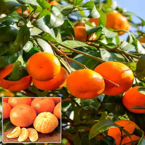 Mandarin_Orange_Fruit_Plant_(Hybrid_&_Grafting)_Pack_Of-1