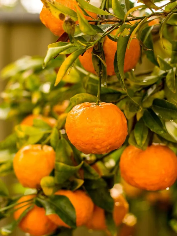 Mandarin_Orange_Fruit_Plant_(Hybrid_&_Grafting)_Pack_Of-1