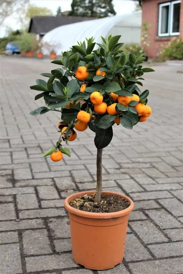 Mandarin_Orange_Fruit_Plant_(Hybrid_&_Grafting)_Pack_Of-1