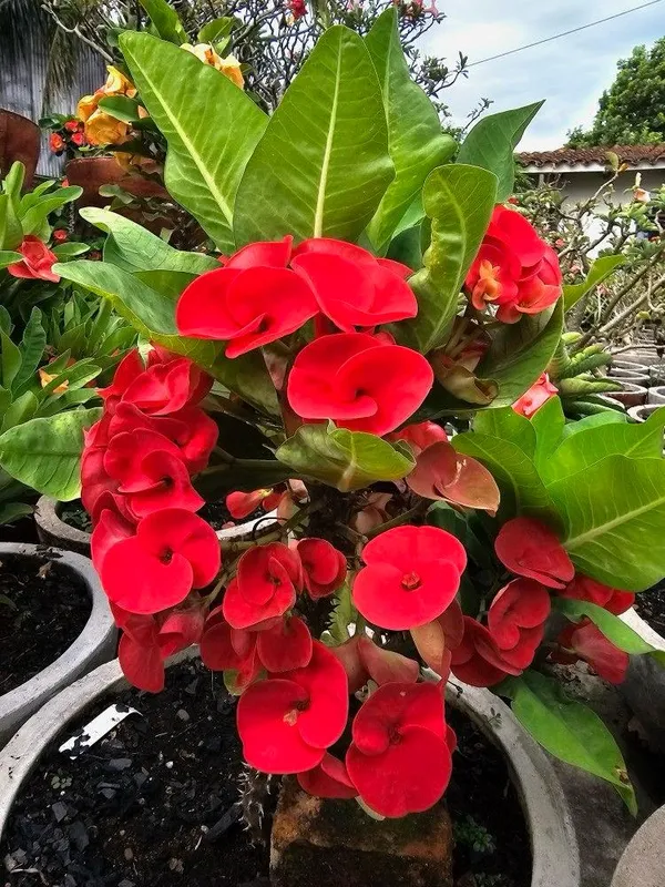 Mili_Red_Flower_Plant_(Pack_Of-1_)