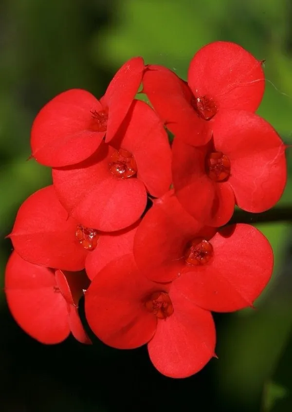 Mili_Red_Flower_Plant_(Pack_Of-1_)