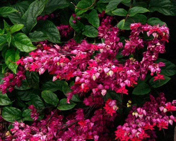 Bleeding_Heart_Red_Flower_Plant_(Pack_Of-1_)