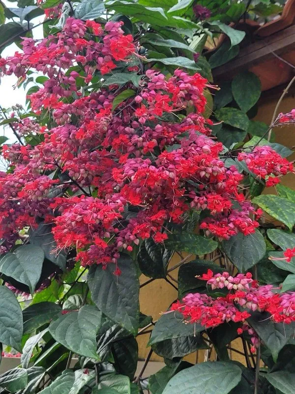 Bleeding_Heart_Red_Flower_Plant_(Pack_Of-1_)