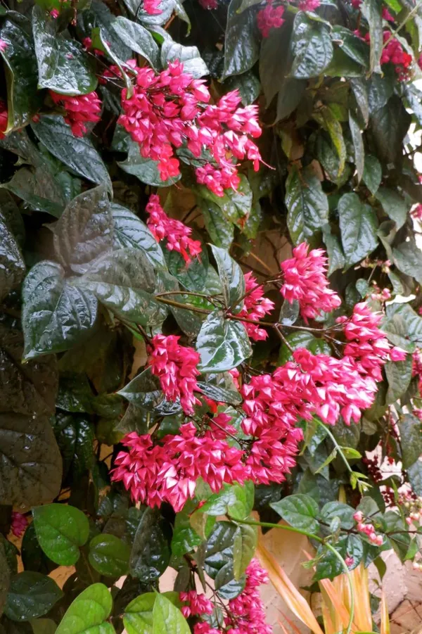 Bleeding_Heart_Red_Flower_Plant_(Pack_Of-1_)