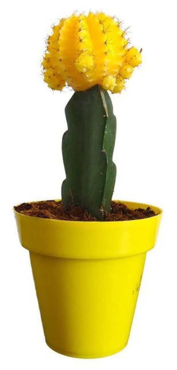 Hybrid_Yellow_Moon_Cactus_Plant_(Pack_Of-1_)