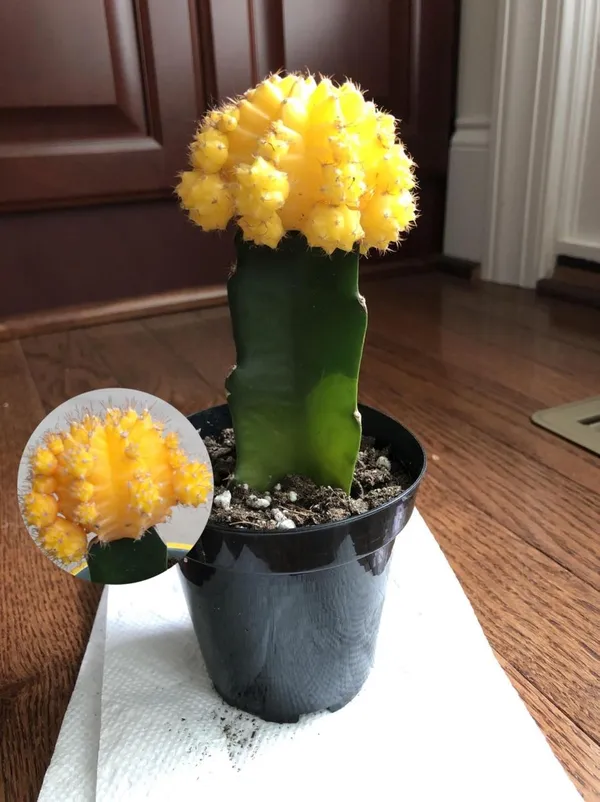 Hybrid_Yellow_Moon_Cactus_Plant_(Pack_Of-1_)