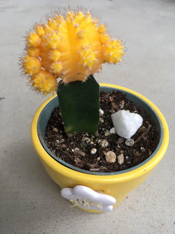 Hybrid_Yellow_Moon_Cactus_Plant_(Pack_Of-1_)