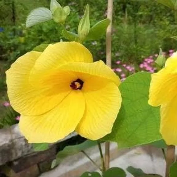 Land_Lotus_Yellow_Flower_Plant_(_Pack_Of-1_)