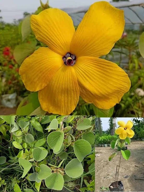 Land_Lotus_Yellow_Flower_Plant_(_Pack_Of-1_)
