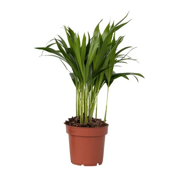 Areca_Plam_Plant_(Pack_Of-1_)