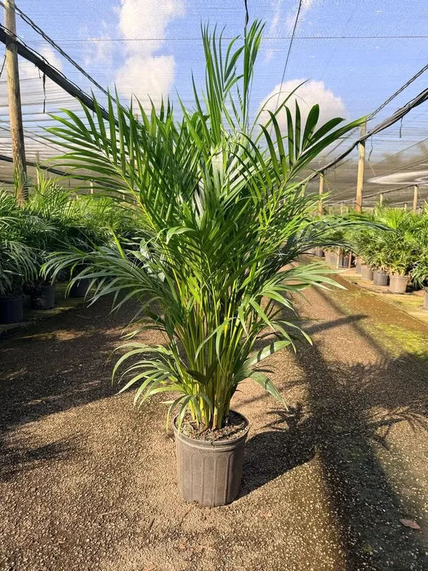 Areca_Plam_Plant_(Pack_Of-1_)