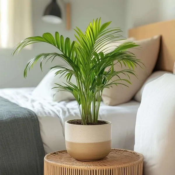 Areca_Plam_Plant_(Pack_Of-1_)