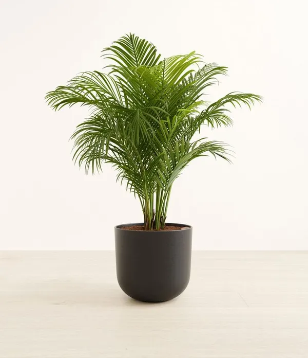 Areca_Plam_Plant_(Pack_Of-1_)