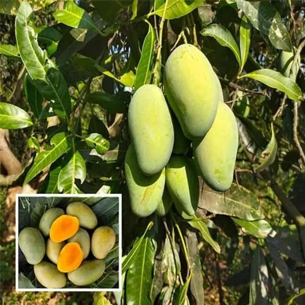 Amrapali_Mango_Fruit_Plant_(Hybrid_&_Grafting)_Pack_Of-1