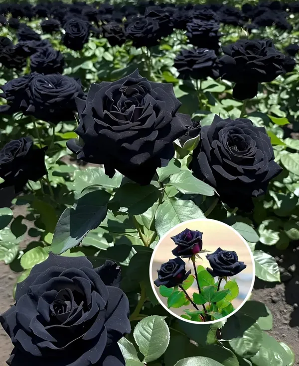 Hybrid_Black_Rose_Plant_(Pack_Of_1)