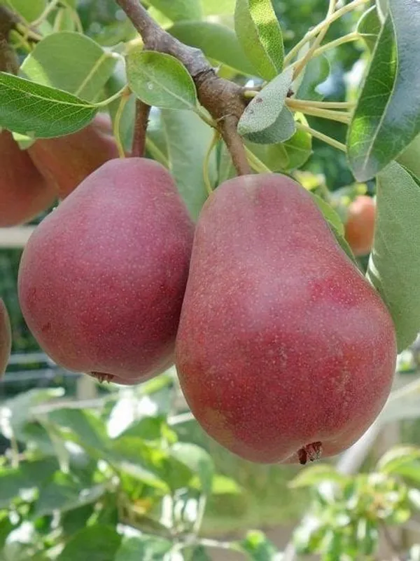 Hybrid_Red_Pear_(Naspati)_Grafting_Fruit_Plant_Pack_Of_1
