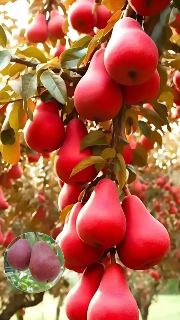 Hybrid_Red_Pear_(Naspati)_Grafting_Fruit_Plant_Pack_Of_1