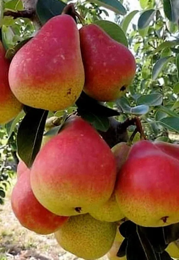 Hybrid_Red_Pear_(Naspati)_Grafting_Fruit_Plant_Pack_Of_1