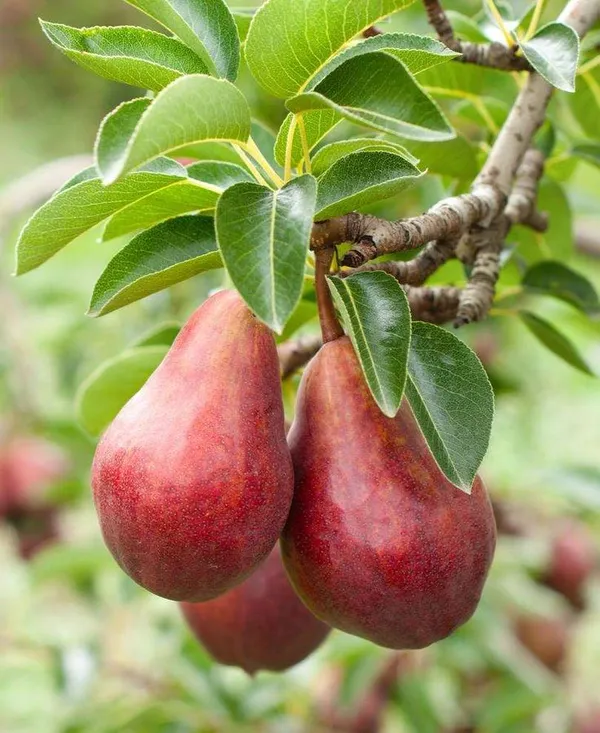 Hybrid_Red_Pear_(Naspati)_Grafting_Fruit_Plant_Pack_Of_1