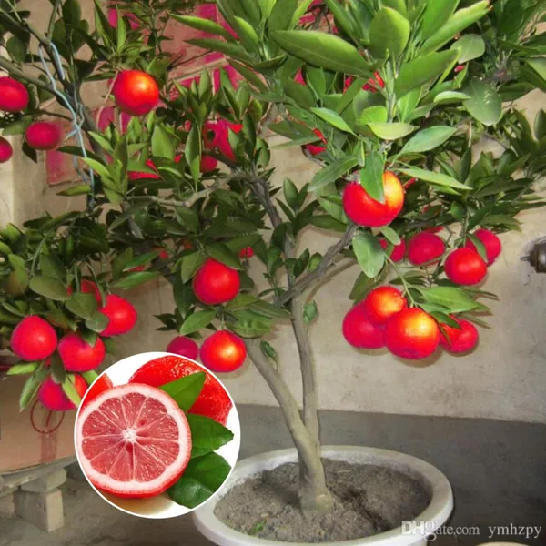 Hybrid_Red_Pati_Lemon_Fruit_Plant_(Pack_Of-1_)