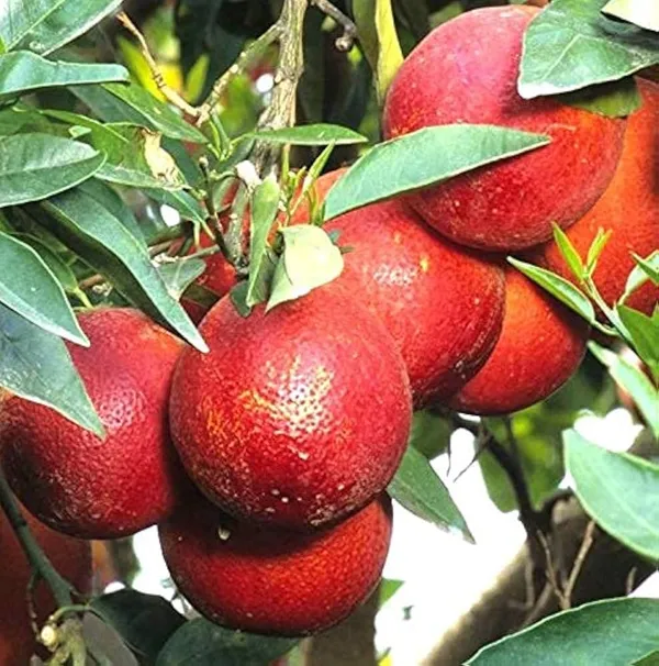 Hybrid_Red_Pati_Lemon_Fruit_Plant_(Pack_Of-1_)