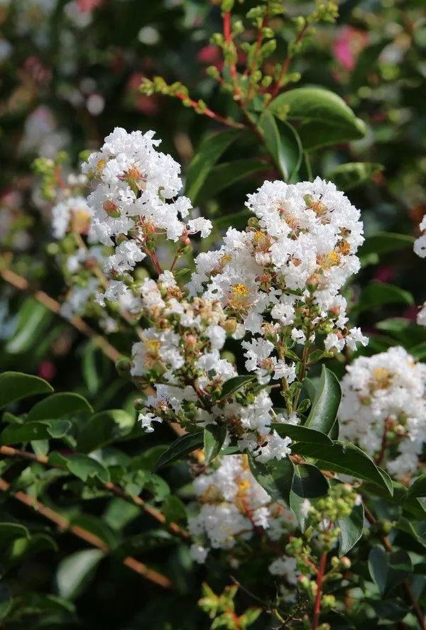 White_Furush_Flower_Plant_(Pack_Of-1_)