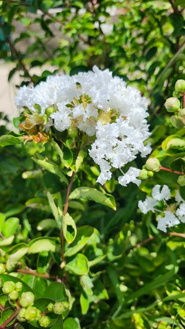 White_Furush_Flower_Plant_(Pack_Of-1_)