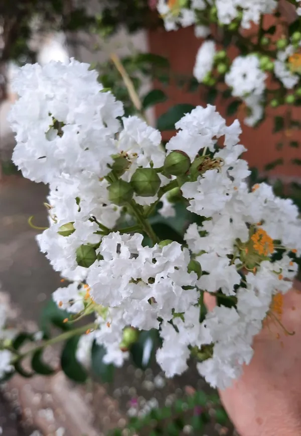 White_Furush_Flower_Plant_(Pack_Of-1_)