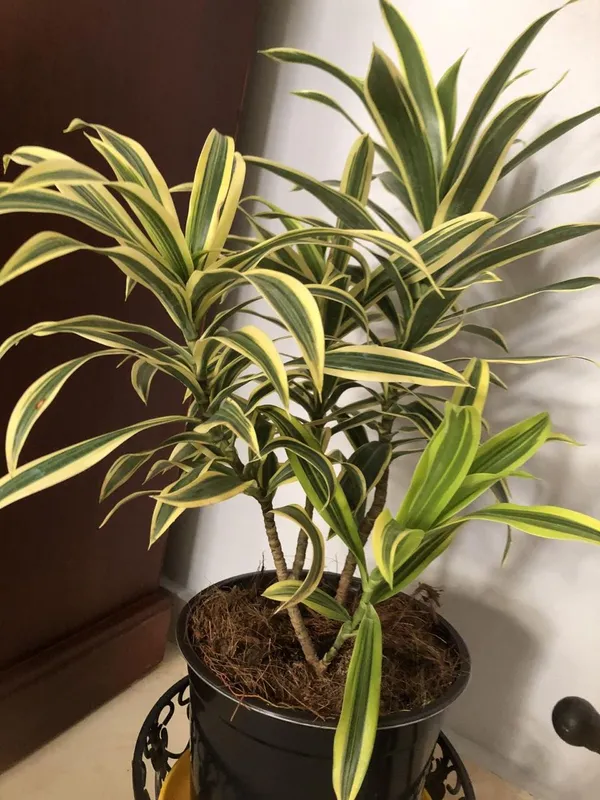 Variegated_Song_Of_India_Plant_(Pack_Of-1_)
