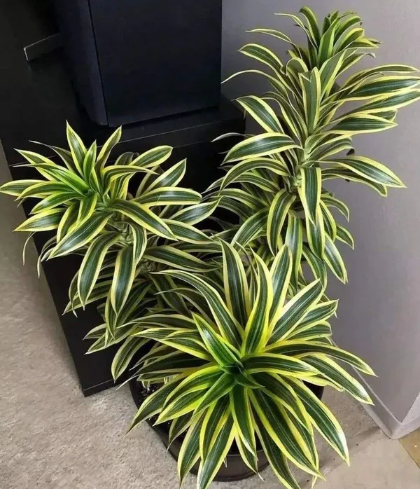 Variegated_Song_Of_India_Plant_(Pack_Of-1_)