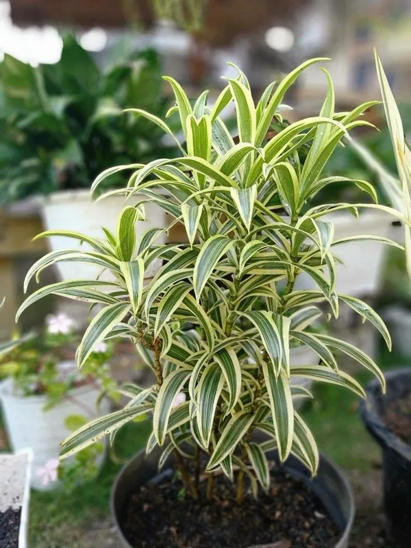 Variegated_Song_Of_India_Plant_(Pack_Of-1_)