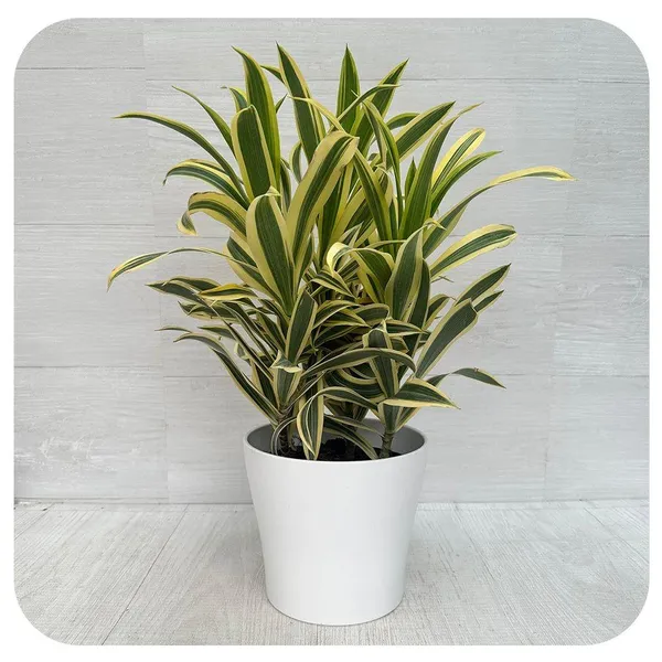 Variegated_Song_Of_India_Plant_(Pack_Of-1_)