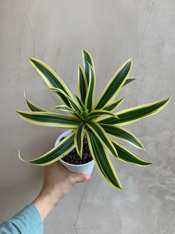 Variegated_Song_Of_India_Plant_(Pack_Of-1_)