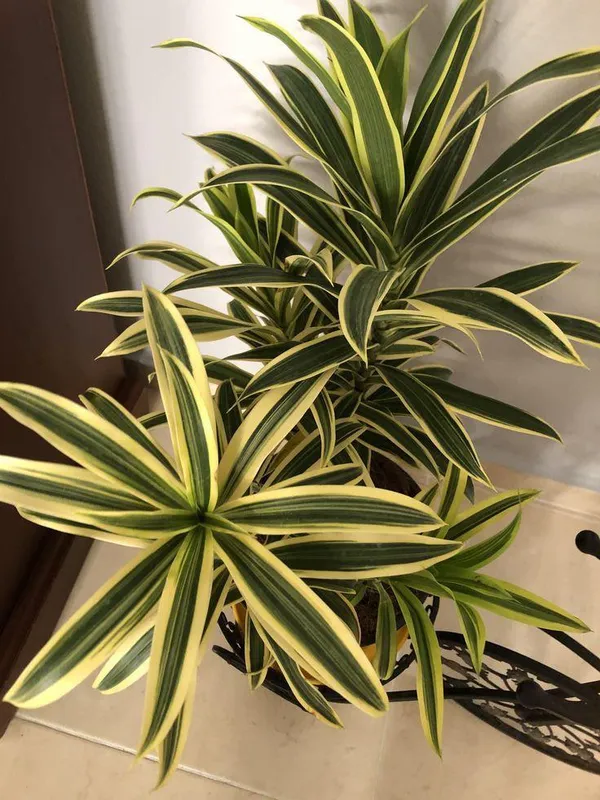 Variegated_Song_Of_India_Plant_(Pack_Of-1_)