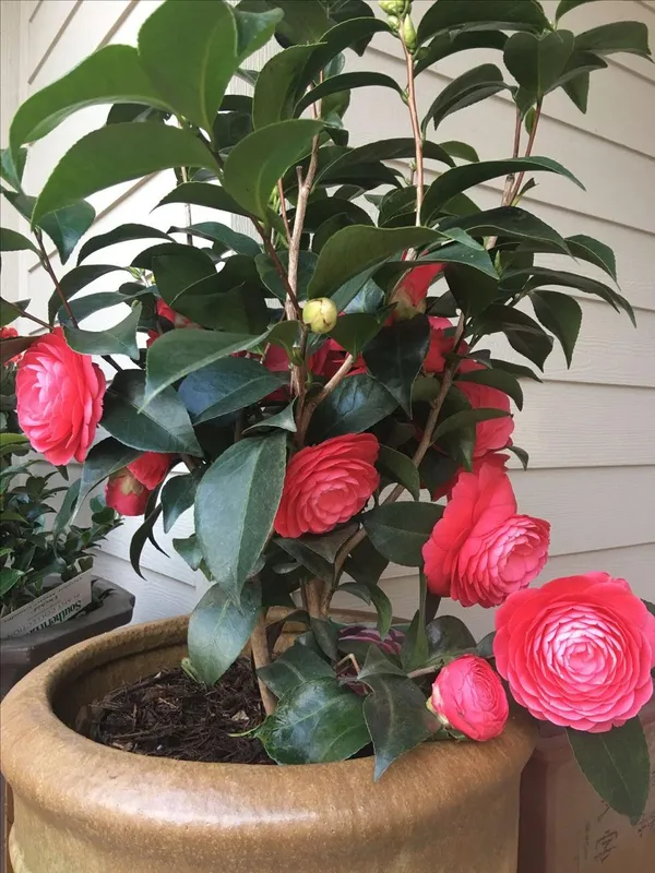 Hybrid_Red_Camellia_Flower_Plant_(Pack_Of-1)